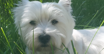 tiffany pet sitter à ANGLEFORT 01350_1