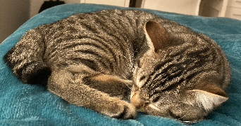 valentine pet sitter à AMIENS 80000_4