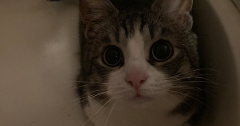 delneste pet sitter à TOULOUSE 31200_5