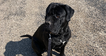 lola pet sitter à LYON 07 69007_2