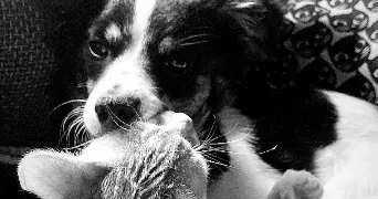 jade pet sitter à OBERHERGHEIM 68127
