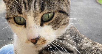 célya pet sitter à AGEN 47000_4