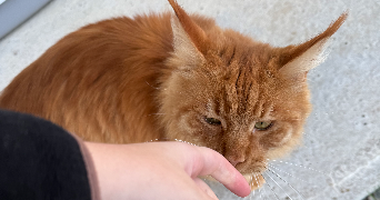 eva pet sitter à BORT LES ORGUES 19110_1
