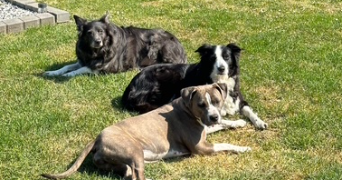 camille pet sitter à Oignies 62590_1