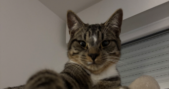 deborah  pet sitter à Argences 14370_6