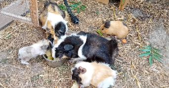 orlane pet sitter à VALLET 44330_9