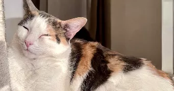 vanessa pet sitter à CACHAN 94230