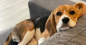 pauline pet sitter à Brech 56400_7