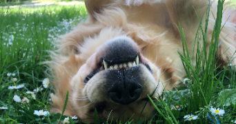 lisa pet sitter à LYON 05 69005_1