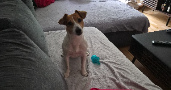 rémi pet sitter à BAGNEUX 92220_1