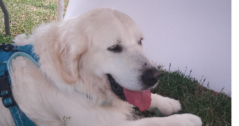 izzie pet sitter à CUVRY 57420_0