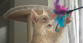 marine pet sitter à ETRECHY 91580_1