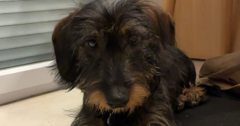 lilou pet sitter à COUFOULEUX 81800_1