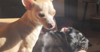 romane pet sitter à BORDEAUX 33800_3