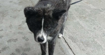 adeline pet sitter à HIREL 35120_2