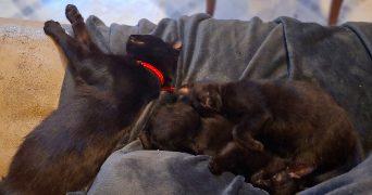 déborah pet sitter à ETAMPES 91150_1