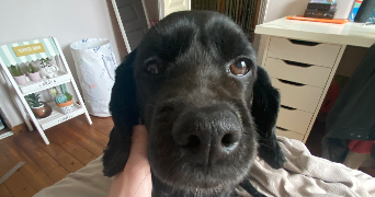 candice pet sitter à STE PAZANNE 44680_1