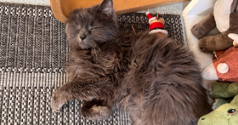 maria julia pet sitter à GRENOBLE 38000_6