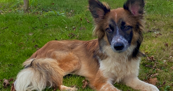 flavie pet sitter à GUIPAVAS 29490_2