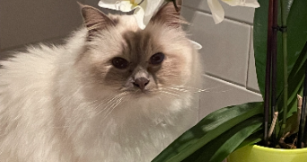 isabelle pet sitter à LA ROCHE SUR FORON 74800_2