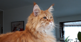 nicole cat sitter à Le Chesnay-Rocquencourt 78150_6