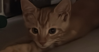 assya pet sitter à SARCELLES 95200_1