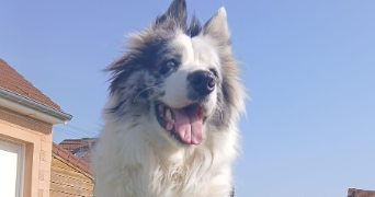 aline pet sitter à ABONCOURT GESINCOURT 70500_2