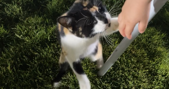 marianne pet sitter à PERPIGNAN 66000_3