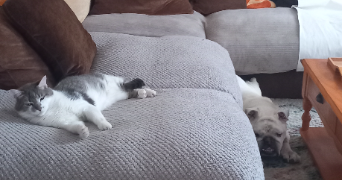 murielle pet sitter à BOURG EN BRESSE 01000_2