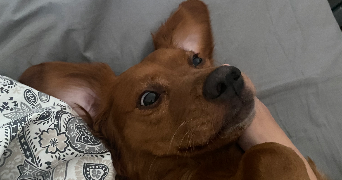 elizaveta pet sitter à VILLENEUVE LA GARENNE 92390_4