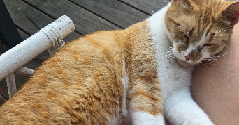 alice pet sitter à CHATEAU GONTIER SUR MAYENNE 53200_9
