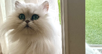 lucie pet sitter à THEZA 66200_3