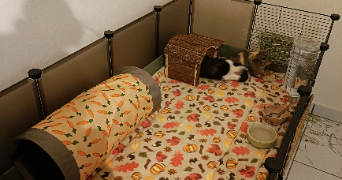 natacha pet sitter à LUMBIN 38660_1