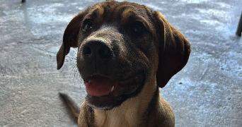 cassandra pet sitter à MARCHEPRIME 33380_3