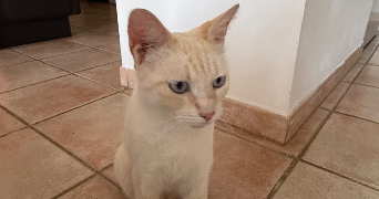 mattea pet sitter à ST LEU LA FORET 95320_2