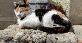 joëlle pet sitter à VIGNY 95450_5