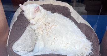 Carla pet sitter à COURBEVOIE 92400_1