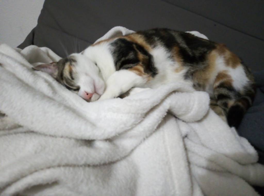 elora pet sitter à LABASTIDE BEAUVOIR 31450_2