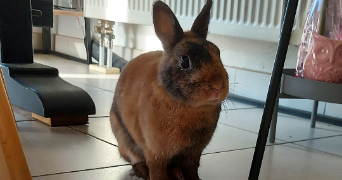 axelle pet sitter à BESANCON 25000_2