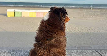 emeline pet sitter à AUCHEL 62260_2