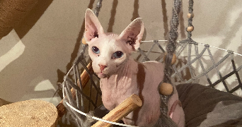 cathy pet sitter à Lillers 62190_1