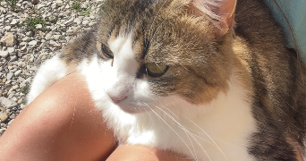 elise pet sitter à ST GRATIEN 95210_7