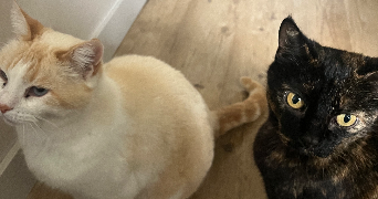 camille pet sitter à PARIS 19 75019_1