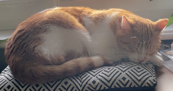 eloïse pet sitter à ST REMY 21500_7