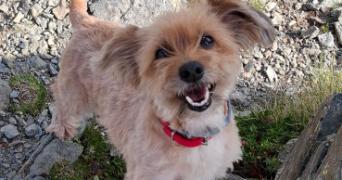 ines dog sitter à STRASBOURG 67000_2