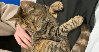 arwenn pet sitter à PONT A MOUSSON 54700_1