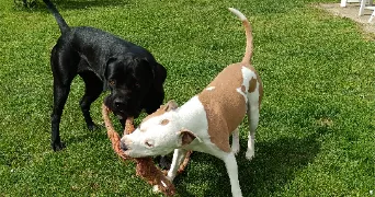 vanessa pet sitter à SEPTEME 38780
