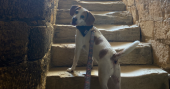 sandy pet sitter à THONON LES BAINS 74200_3