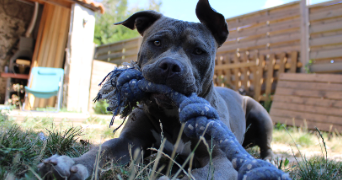 orlane pet sitter à VALLET 44330_9