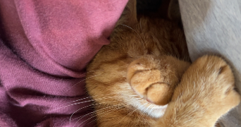 rafael pet sitter à VILLEPINTE 93420_0